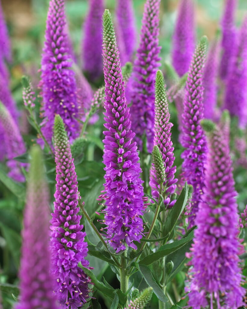 speedwell 'Purpleicious Harmony'