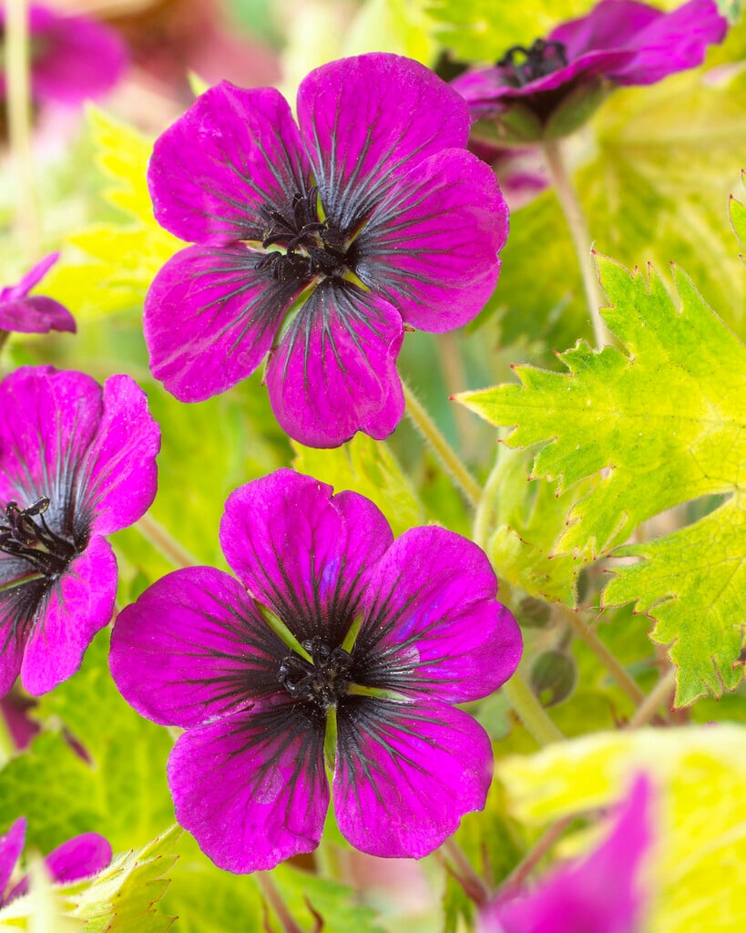 geranium 'Sandrine'