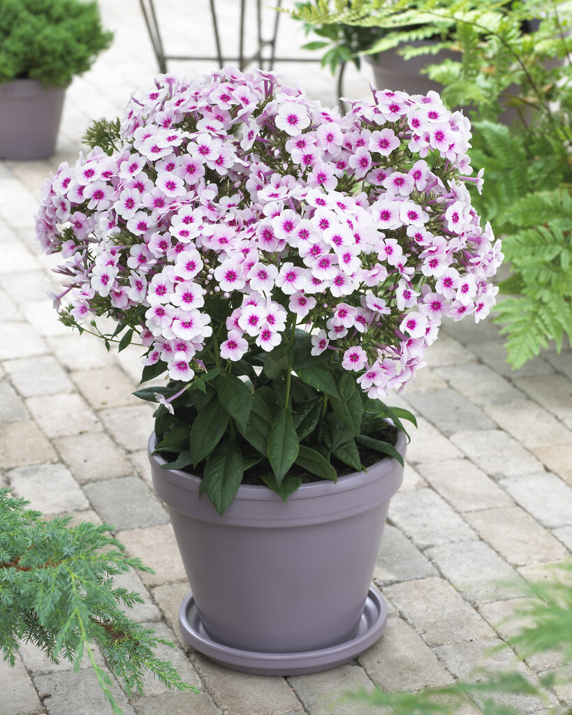 perennial phlox 'Swizzle'