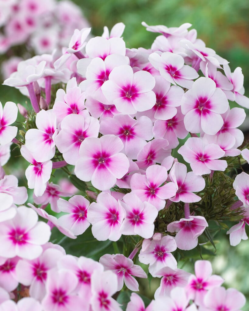 perennial phlox 'Swizzle'