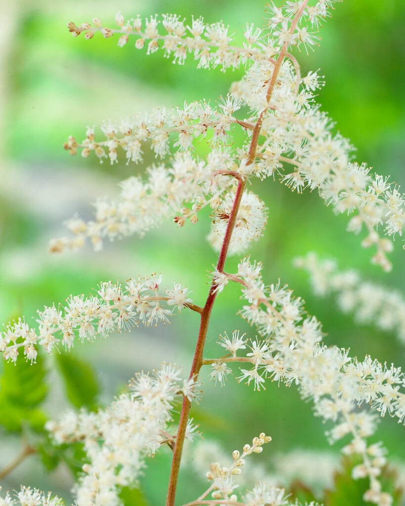 goat's beard 'Misty Lace'