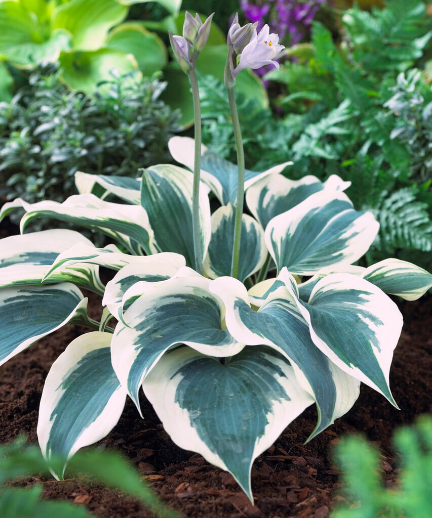 plantain lily 'Great Escape'