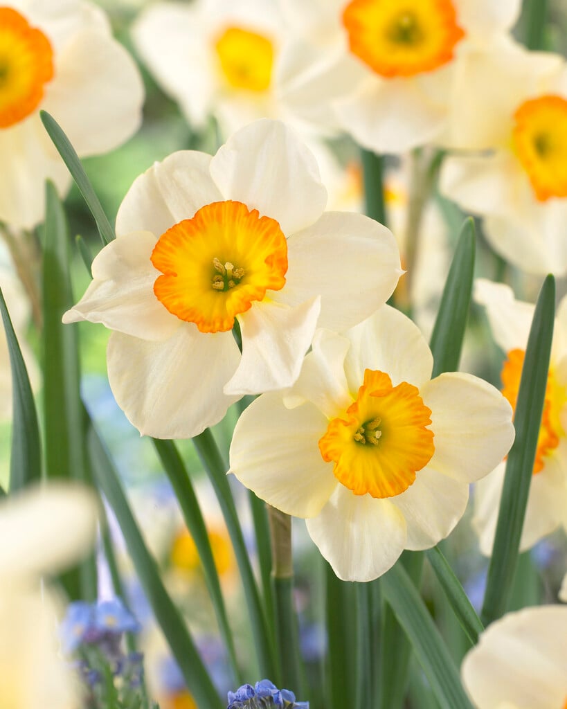 daffodil 'La Belle'