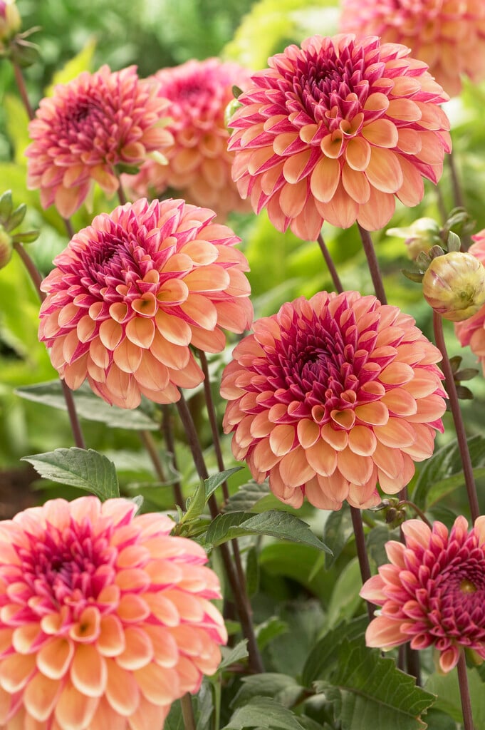 <i>Dahlia</i> 'Palmares' (D)