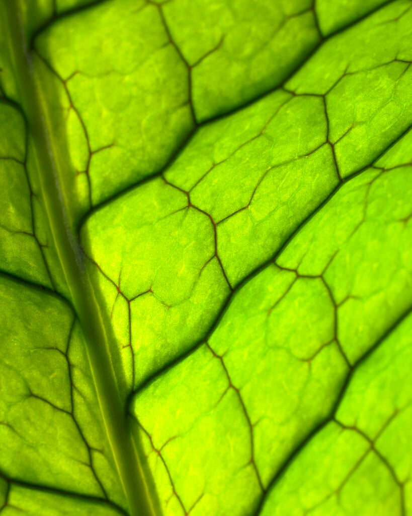 banana-leaved fern 'Crocodyllus'