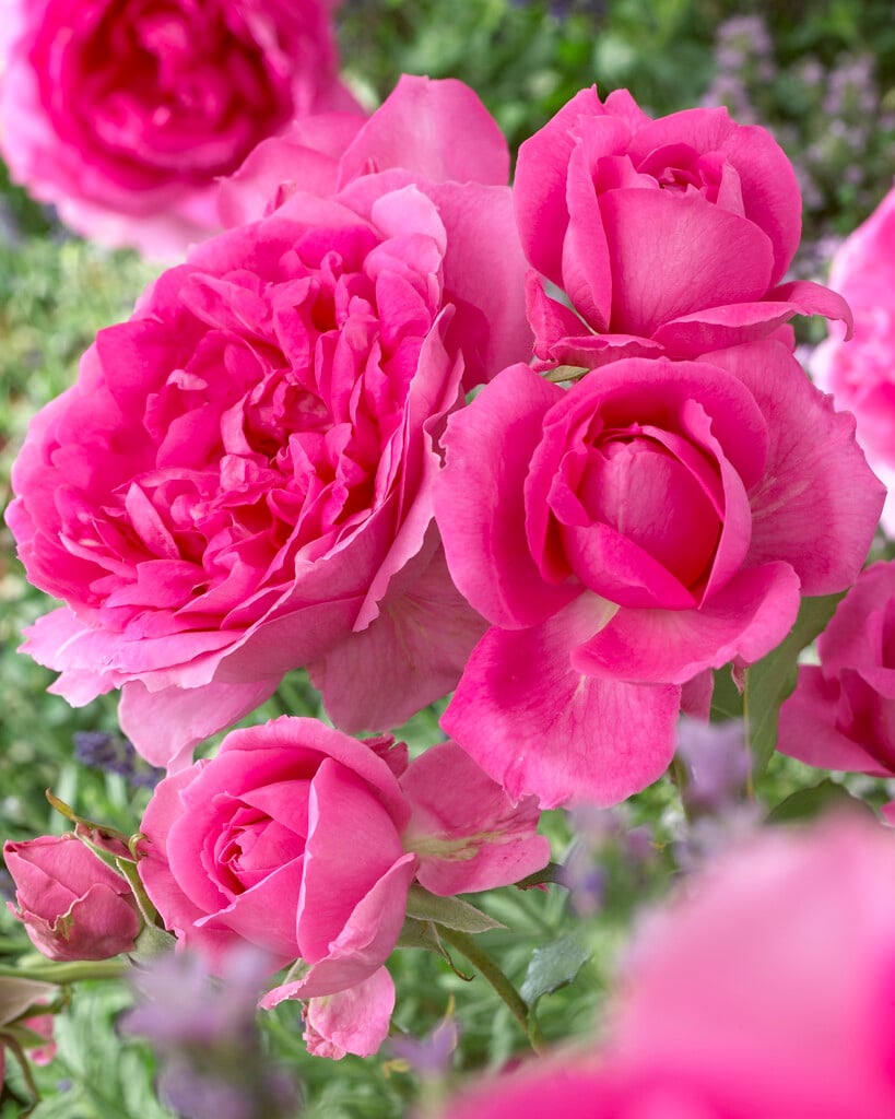 rose 'Pink Cloud'