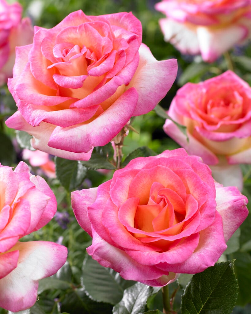 rose [Perception]