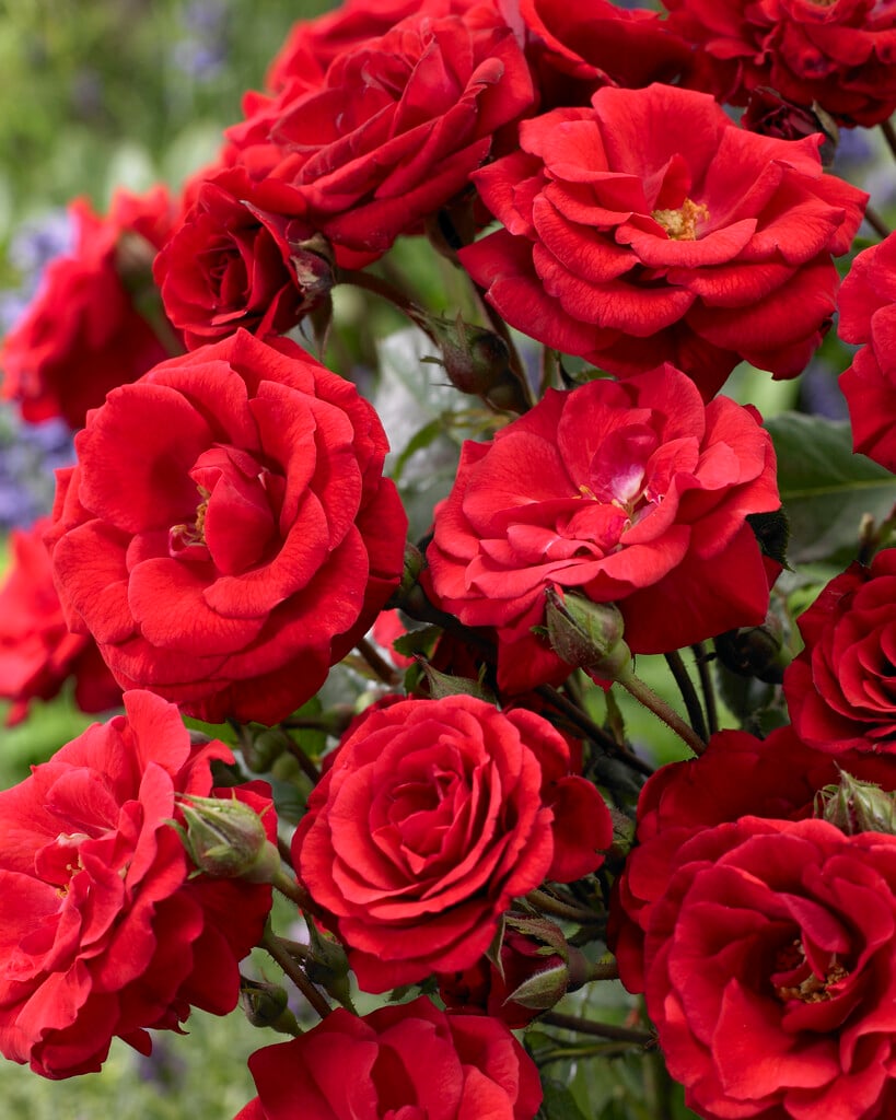 rose 'Stromboli'