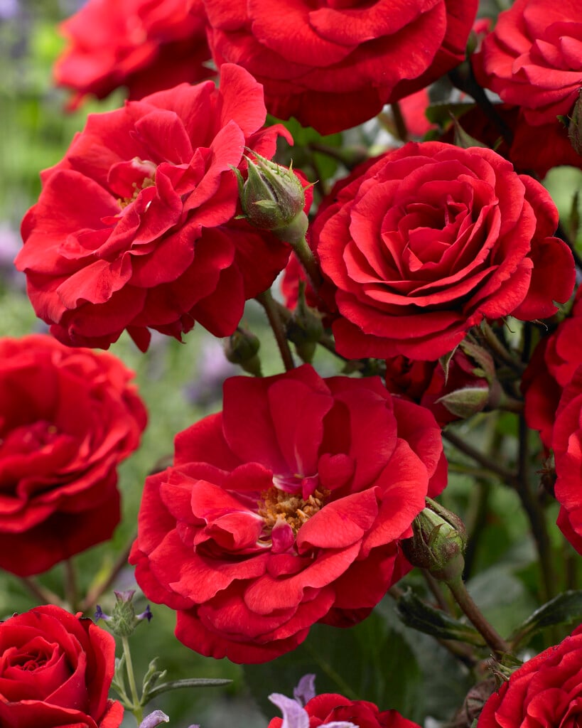 rose 'Stromboli'