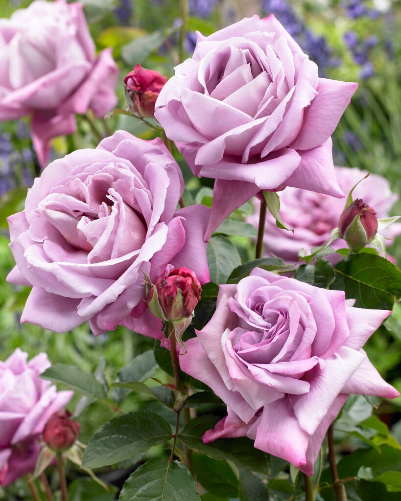 <i>Rosa</i> [<span style="font-variant: small-caps;">Waltz Time</span>] ('Deltos') (HT)