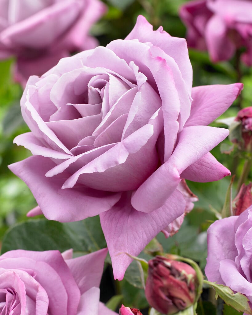 <i>Rosa</i> [<span style="font-variant: small-caps;">Waltz Time</span>] ('Deltos') (HT)
