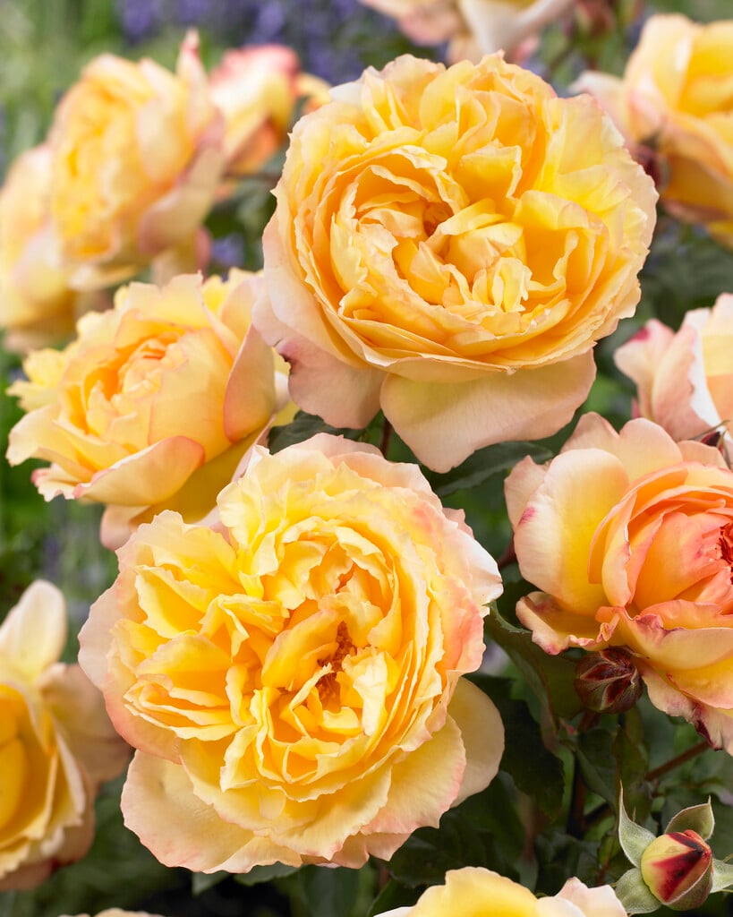 rose [Well-Being]