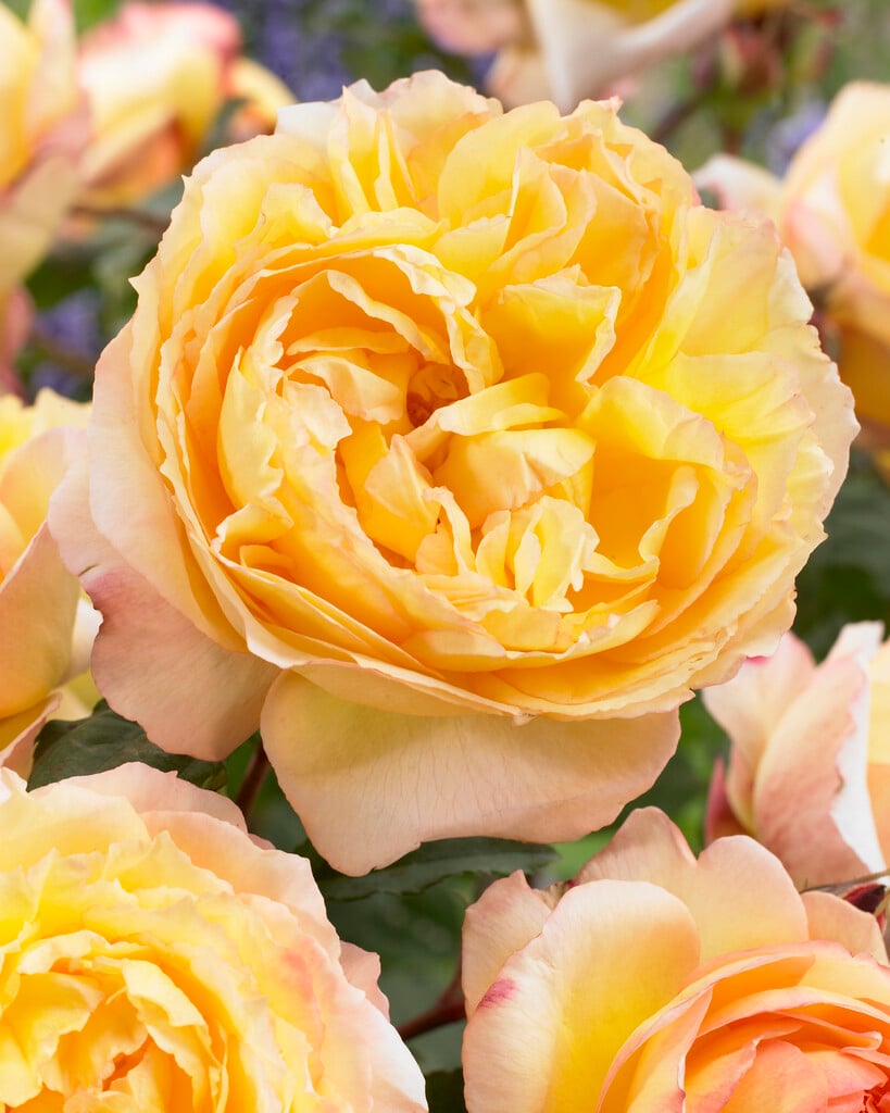 rose [Well-Being]