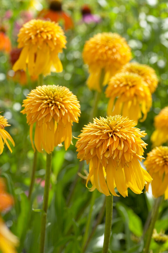 coneflower 'Pineapple Sundae'