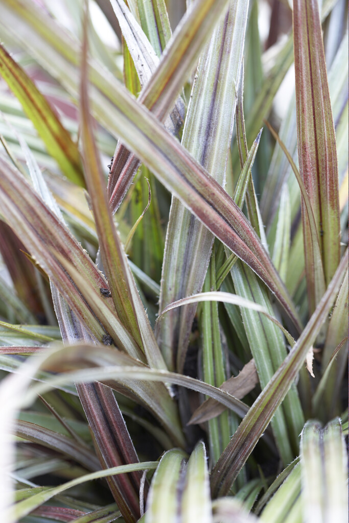 <i>Astelia</i> 'Silver Mound'