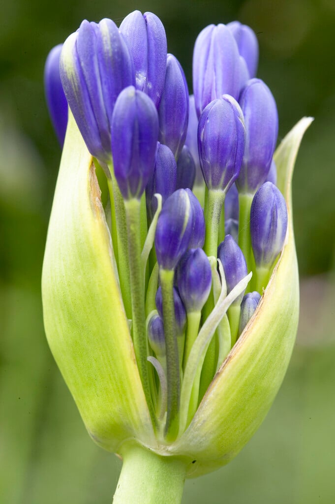 African lily 'Blue Velvet'