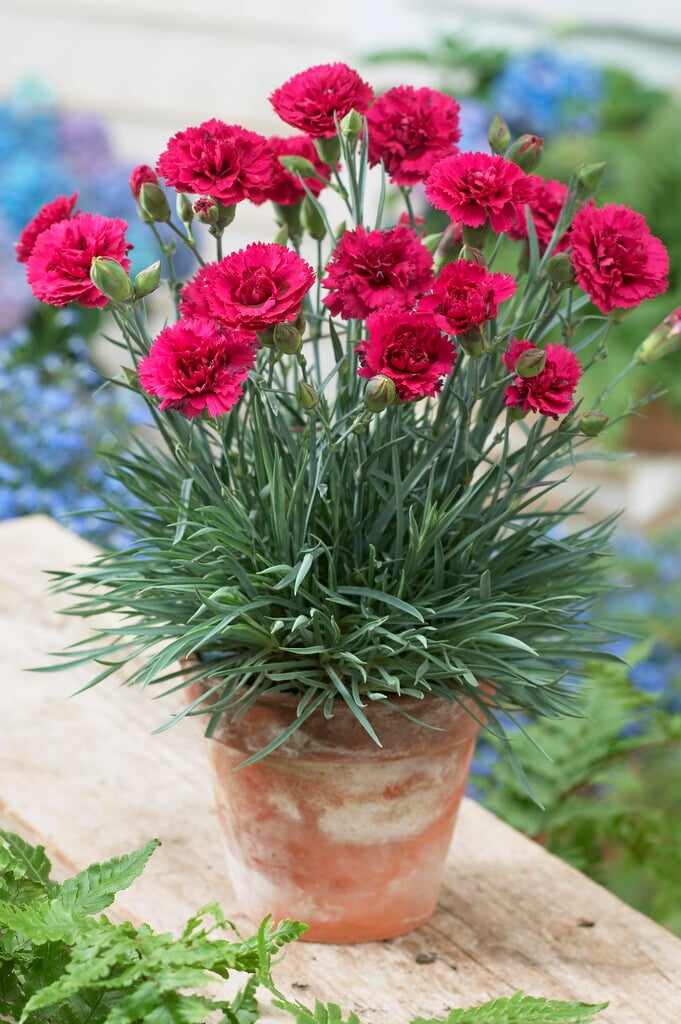 pink 'Waterloo Sunset'
