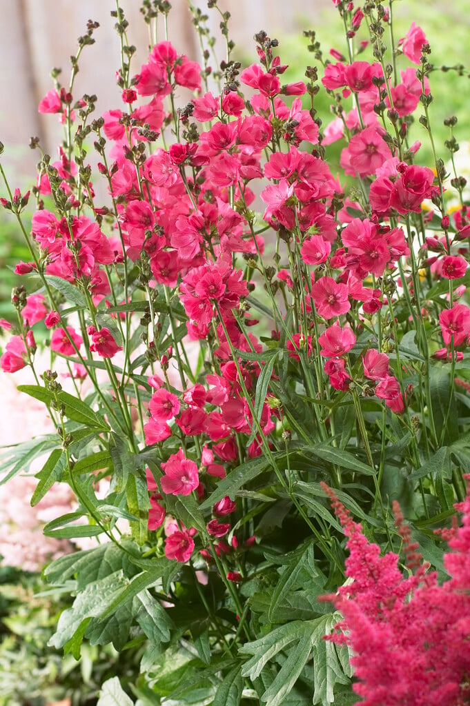 <i>Sidalcea</i> 'Rose Bouquet'