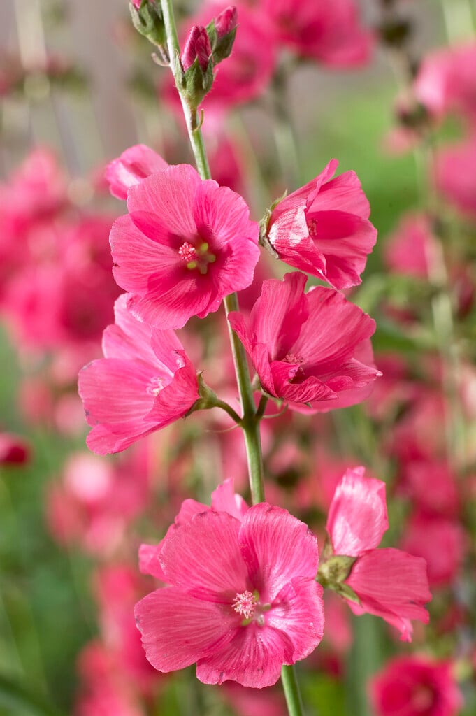 <i>Sidalcea</i> 'Rose Bouquet'