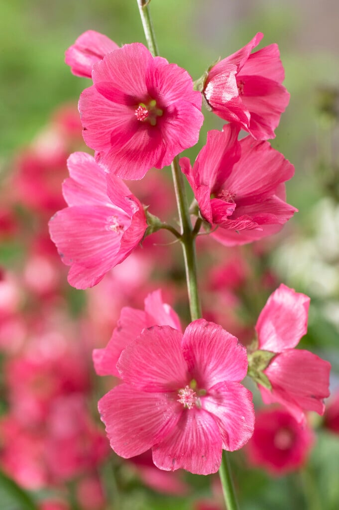 <i>Sidalcea</i> 'Rose Bouquet'