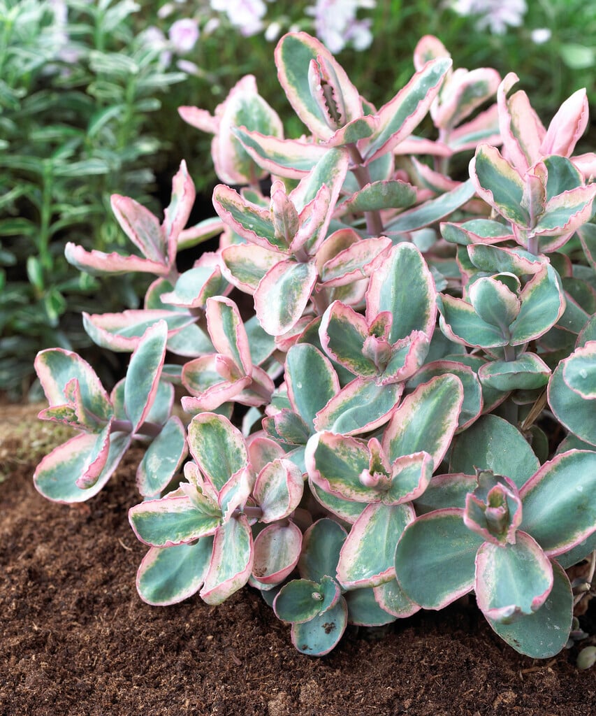 stonecrop 'Winky'