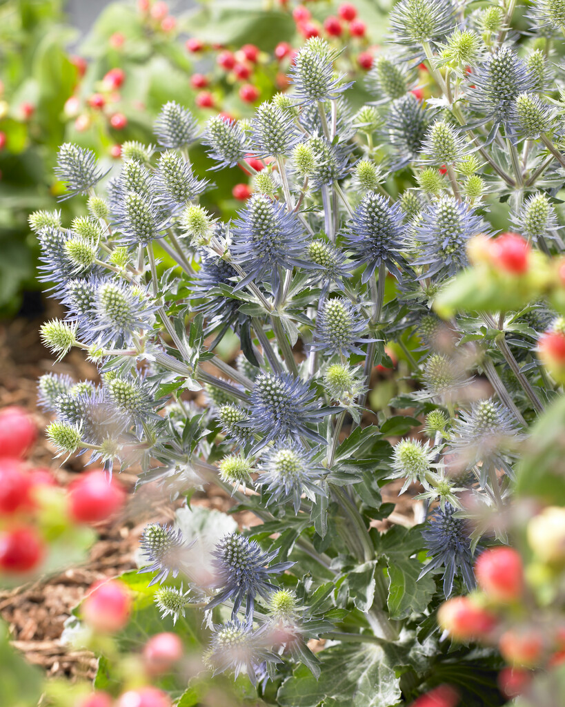 <em>Eryngium</em> <em>planum</em> 'Tiny Jackpot'