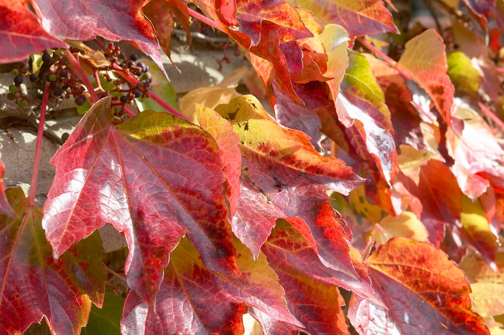 Boston ivy