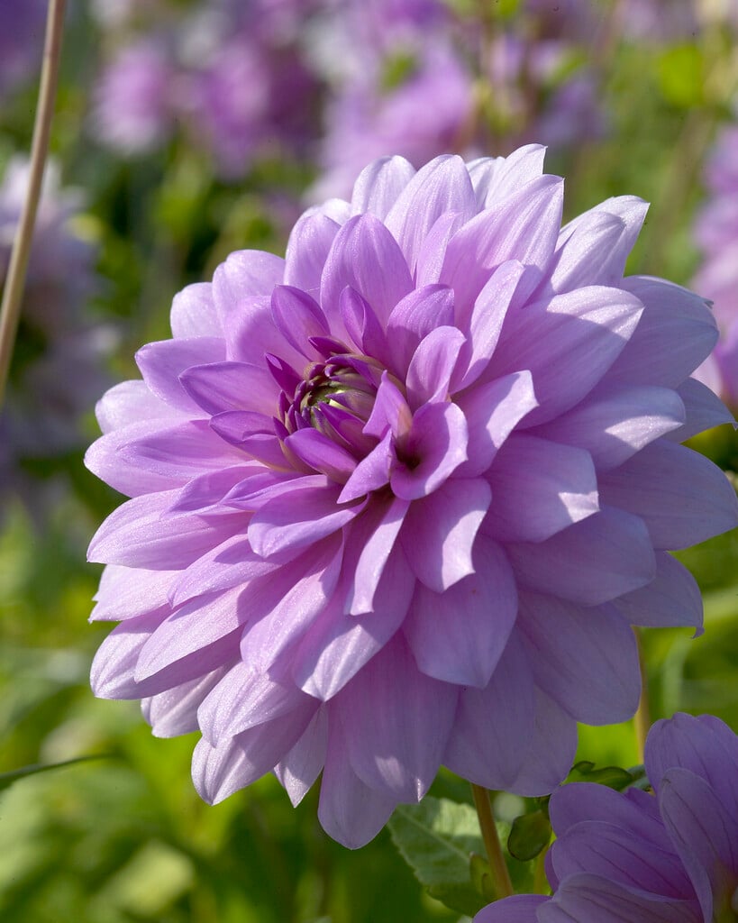 dahlia 'Blue Boy'