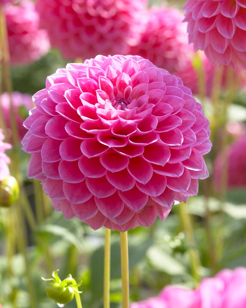dahlia 'Linda's Baby'
