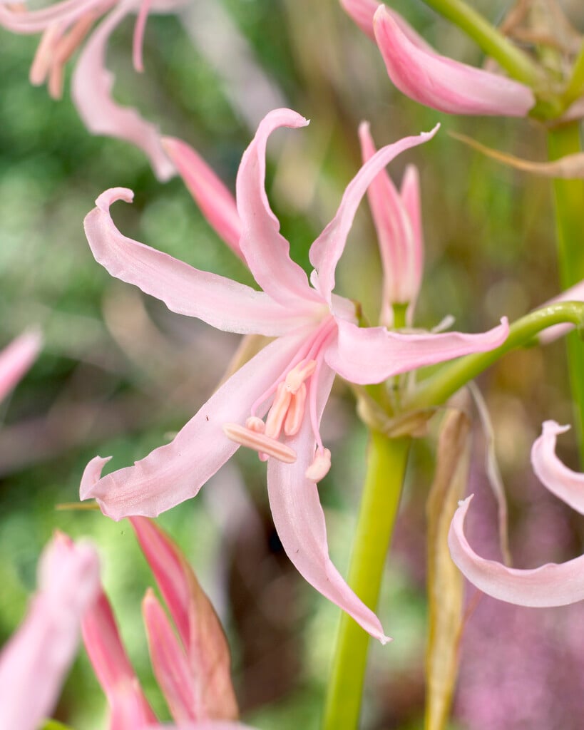 Bowden lily 'Nikita'