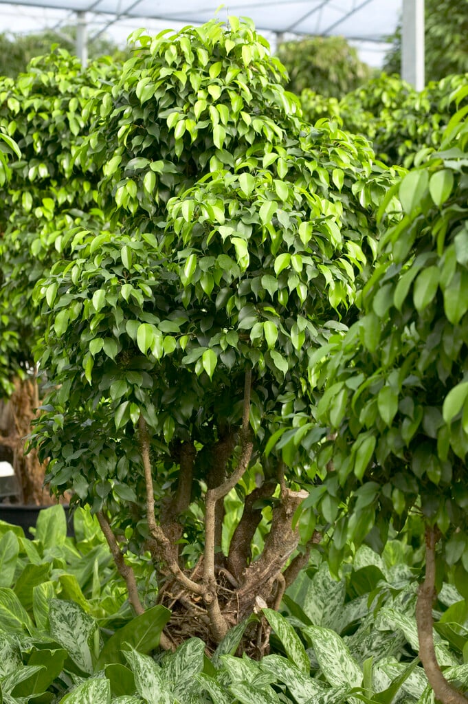 <i>Ficus</i> <i>benjamina</i> 'Columnar'
