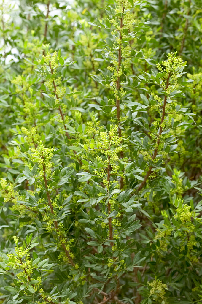 mastic tree