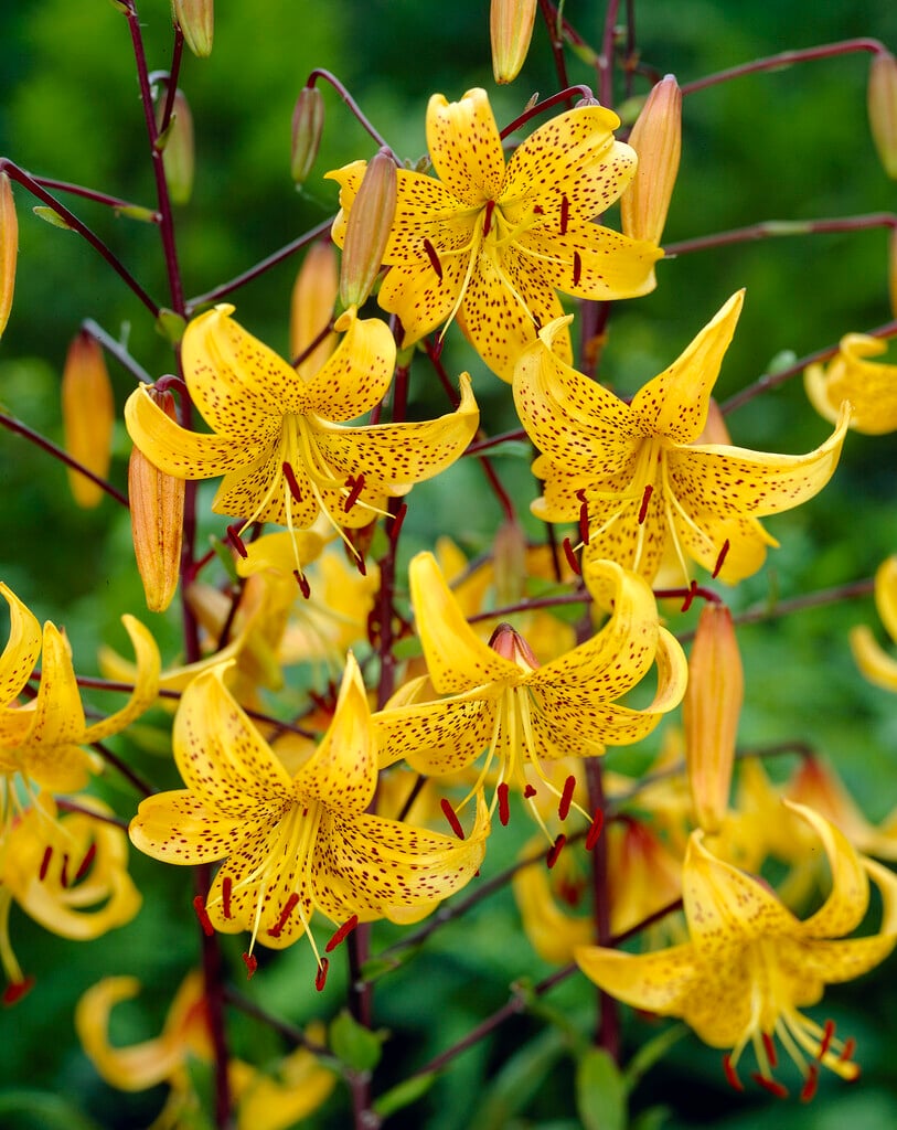 Leichtlin's lily