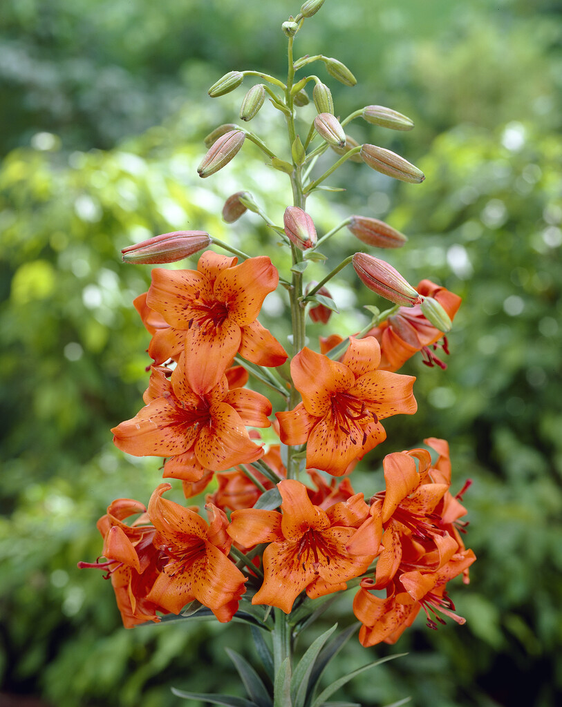 lily 'Fire King'