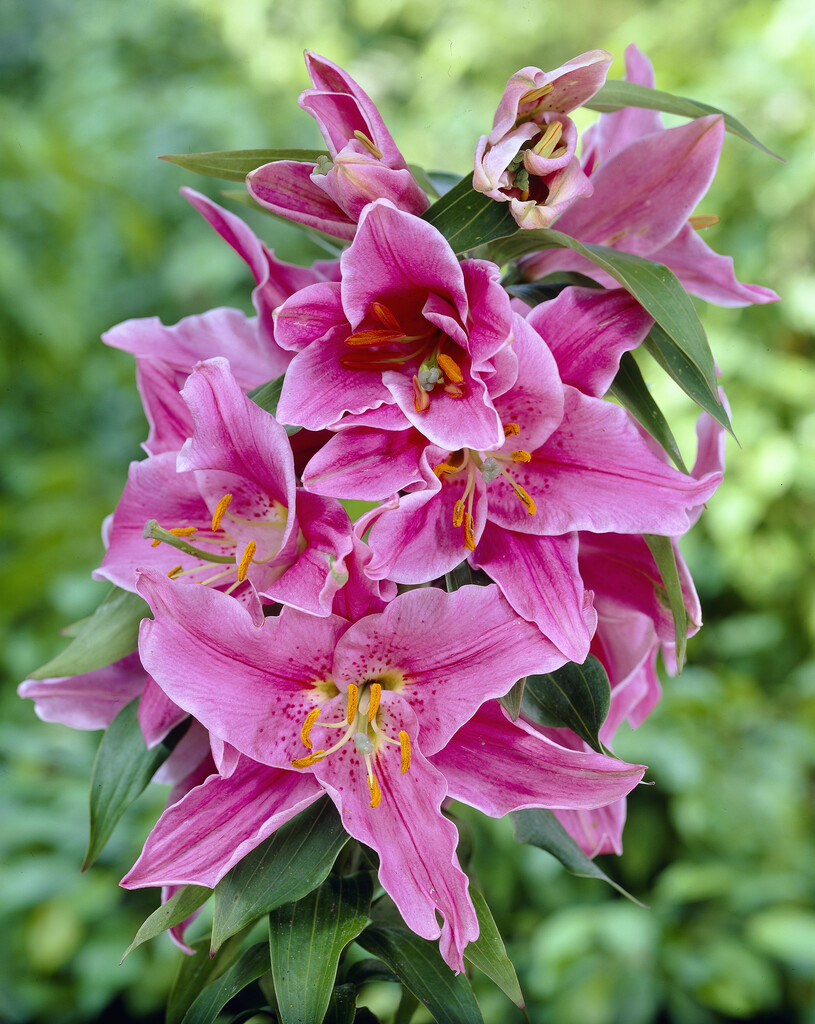 lily 'Miss America'