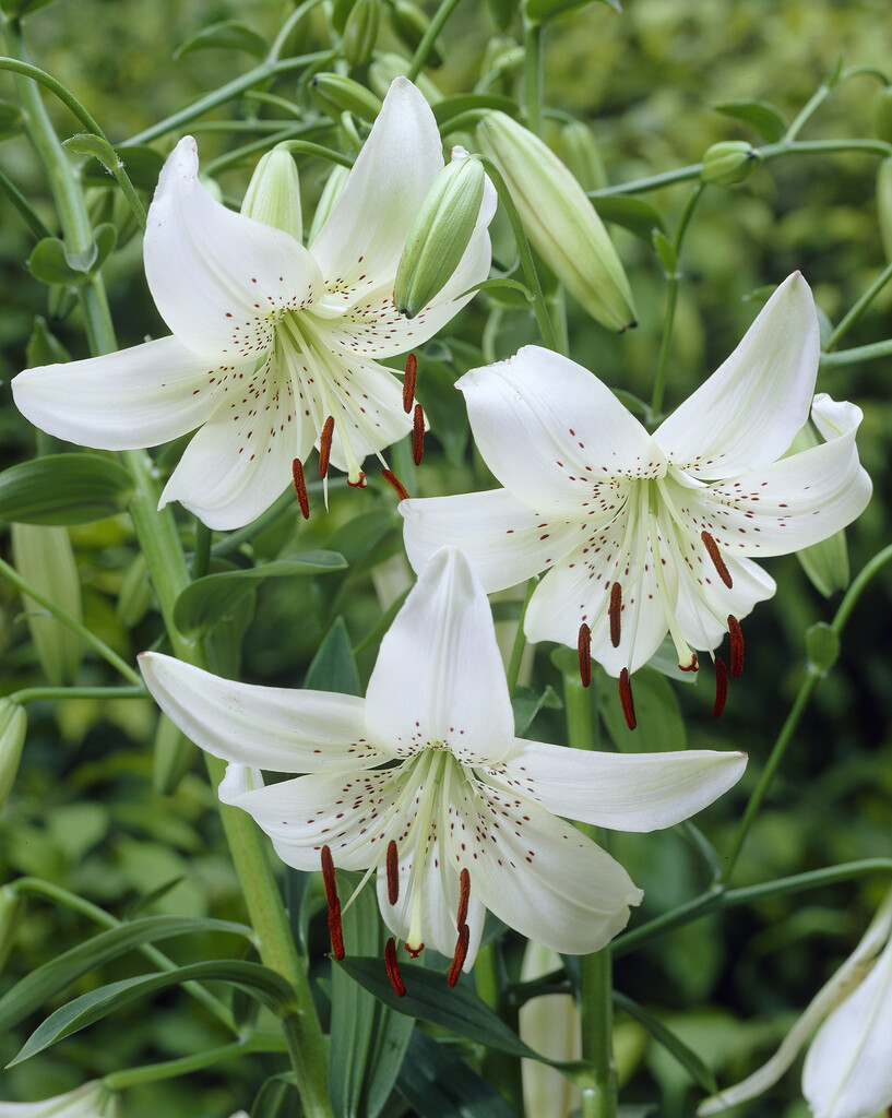 lily 'White Twinkle'