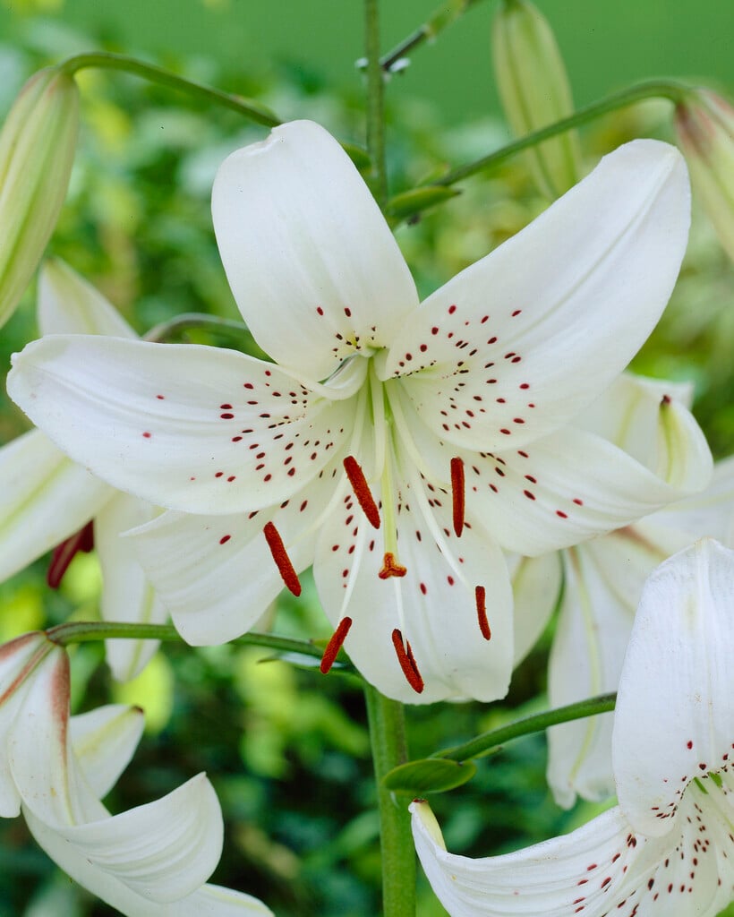 lily 'White Twinkle'