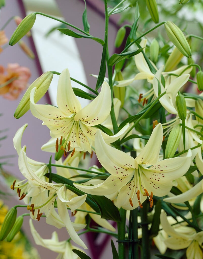 lily 'Sweet Surrender'