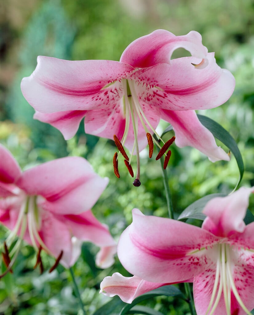 lily 'Anastasia'