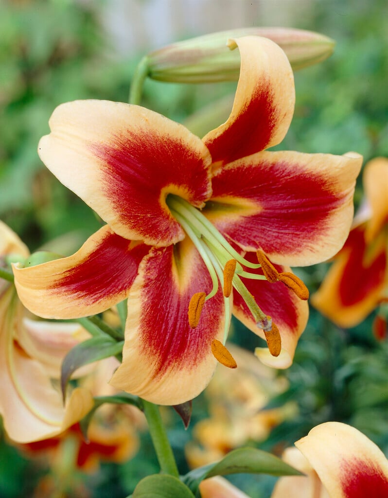 lily 'Red Morning'