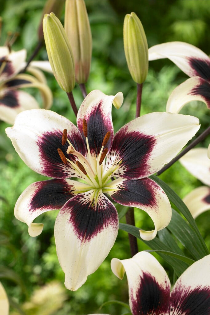 lily 'Patricia's Pride'