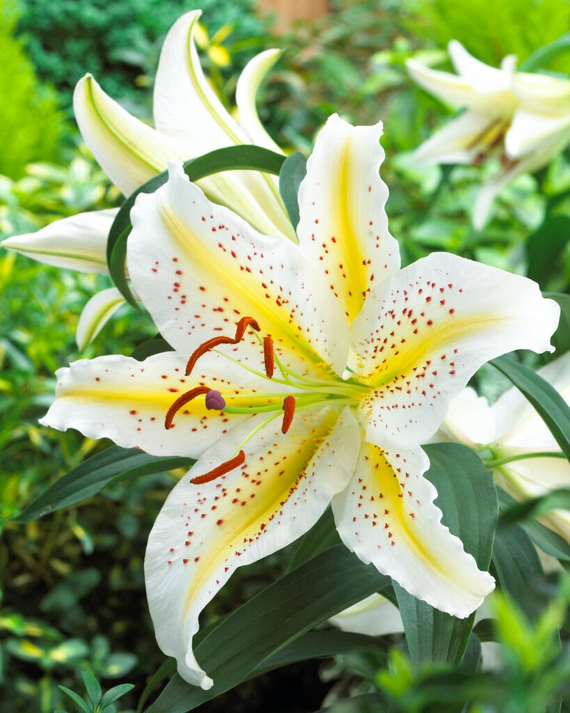 broad-leaved golden rayed lily of Japan