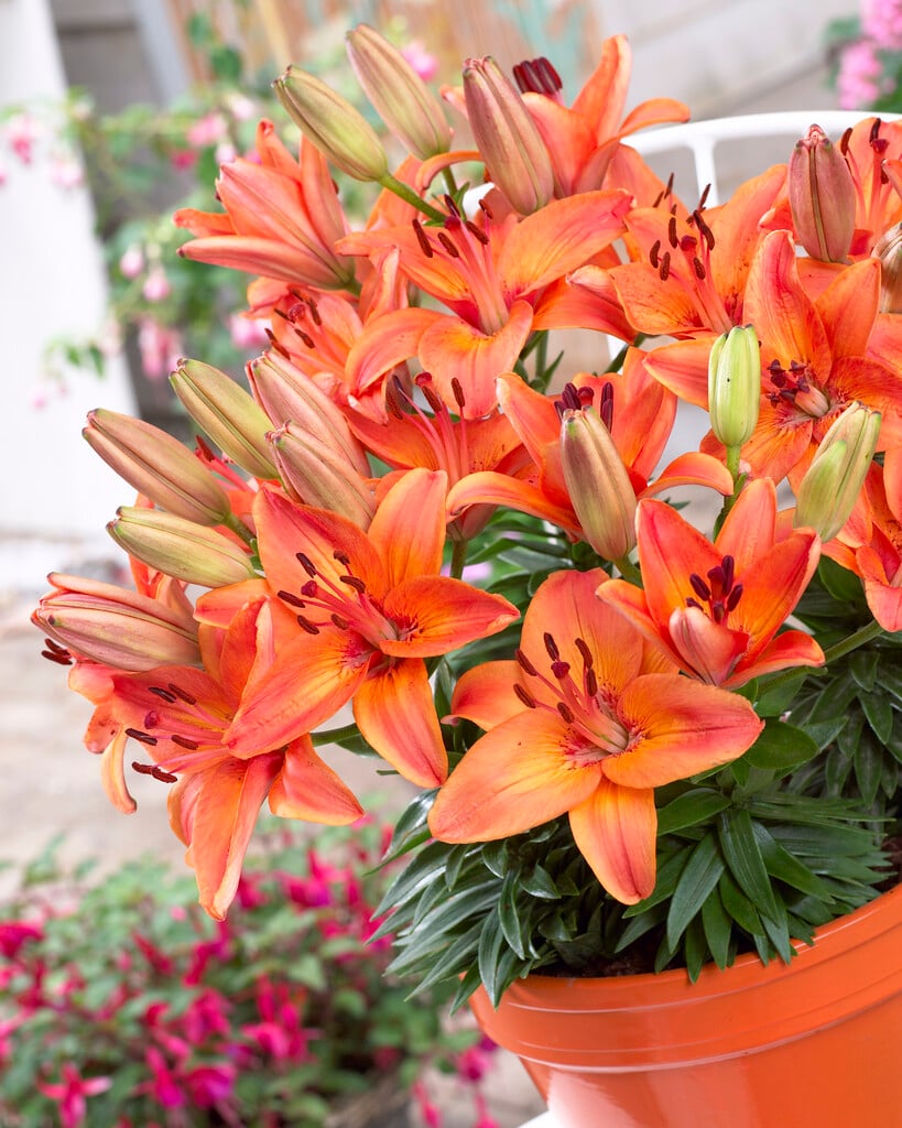 lily 'Abbeville's Pride'