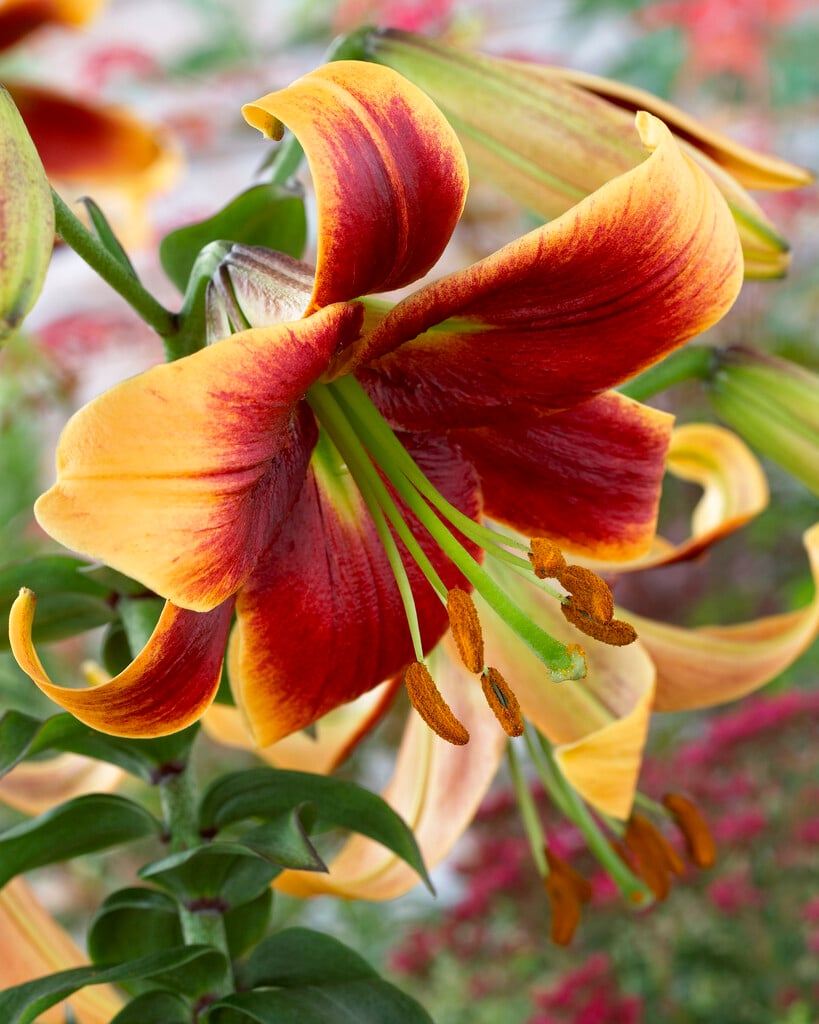 lily 'Debby'