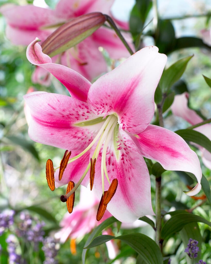 lily 'Anastasia'