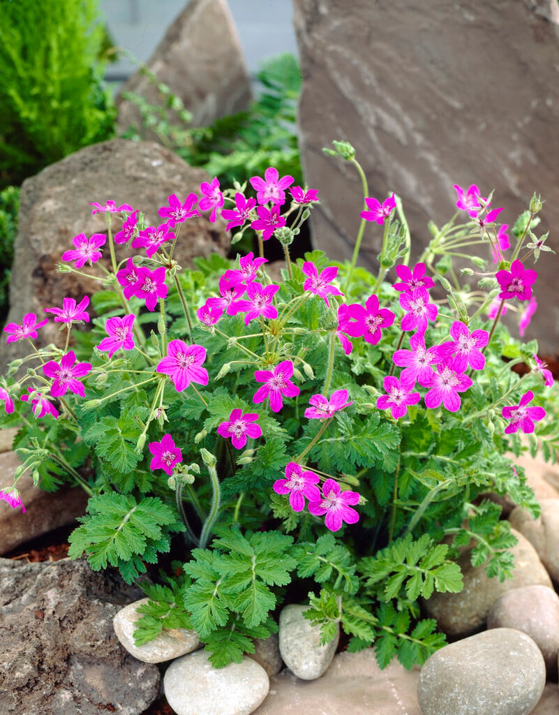 <i>Erodium</i> <i>manescaui</i> dwarf