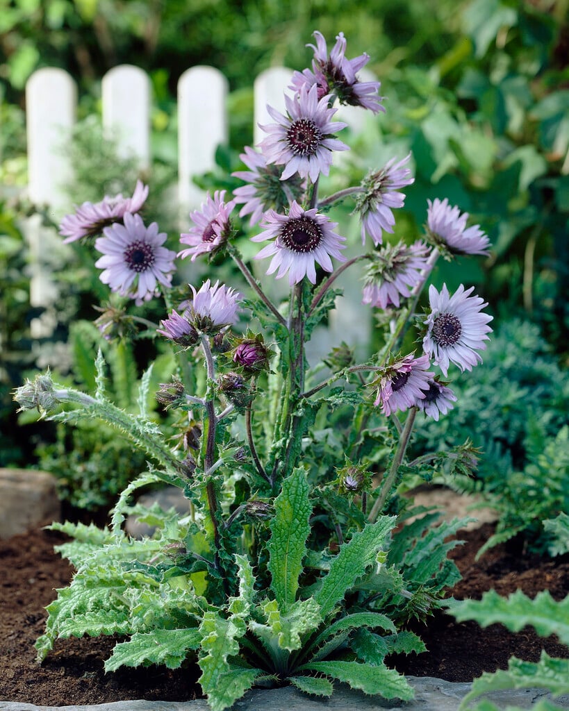 purple berkheya 'Silver Spike'