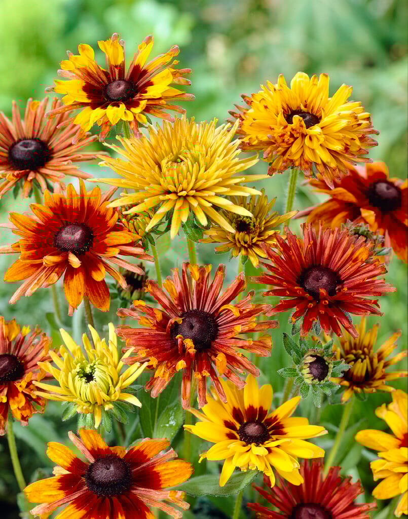 Rudbeckia hirta Chim Chiminee (mixed) Herbaceous Perennial/RHS Gardening