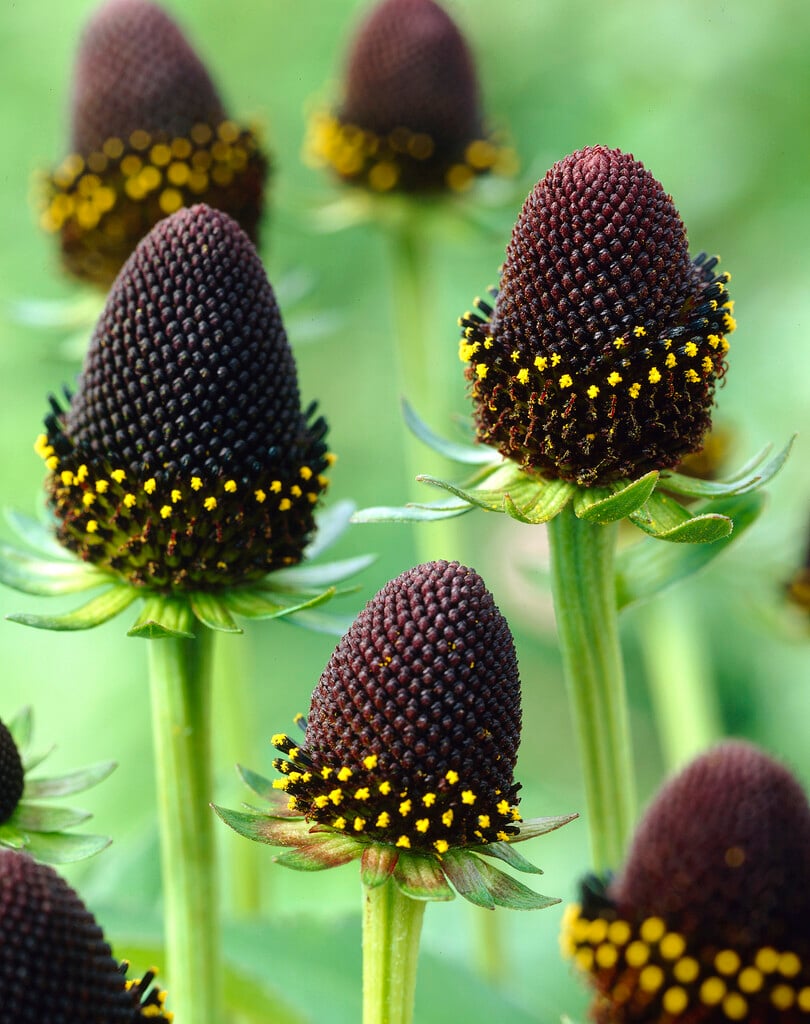 western coneflower 'Green Wizard'