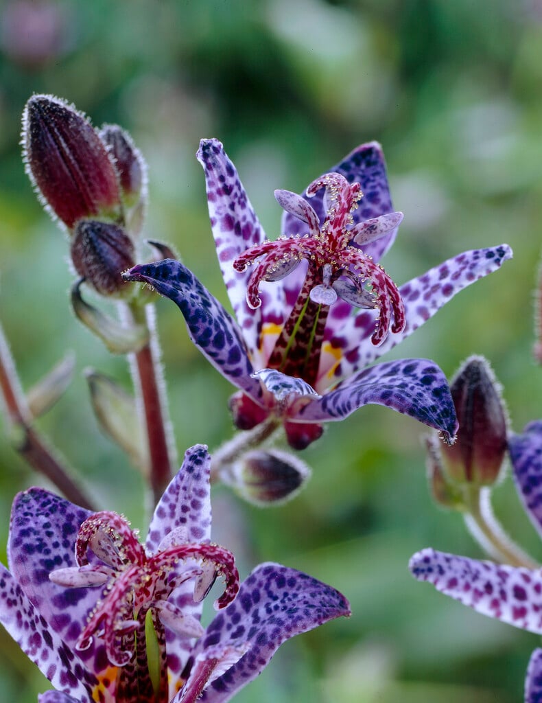 toad lily 'Blue Wonder'